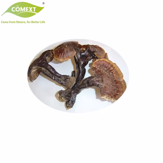 Cogumelo Reishi Orgânico Extrato de Planta Reishi Pó Ganoderma Cogumelo Ganoderma Lucidim Cogumelo Pó de ervas como cogumelos adaptogênicos